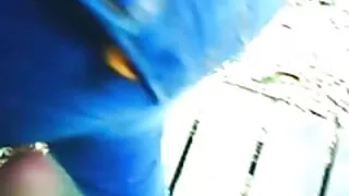 বড় কালো বুটি কাউগার ...