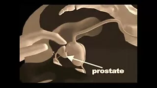 চার শৃঙ্গাকার পুরুষ  ...