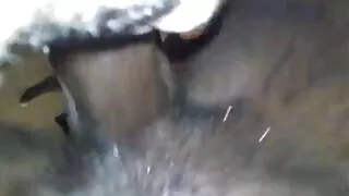 সসি শ্যামাঙ্গিনী অপে ...
