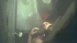 পেপারিং জাপানি হিমিক ...